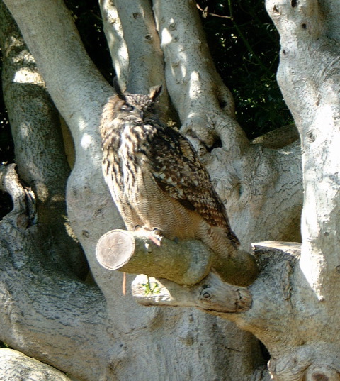 Eagle Owl