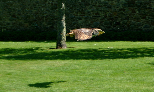 Owl in Flight 1