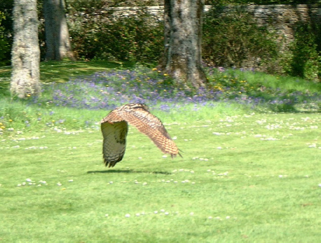 Owl in Flight 2