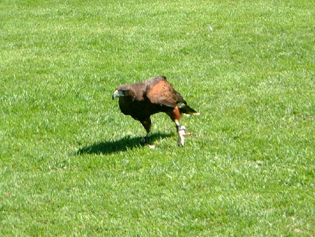 Harris Hawk