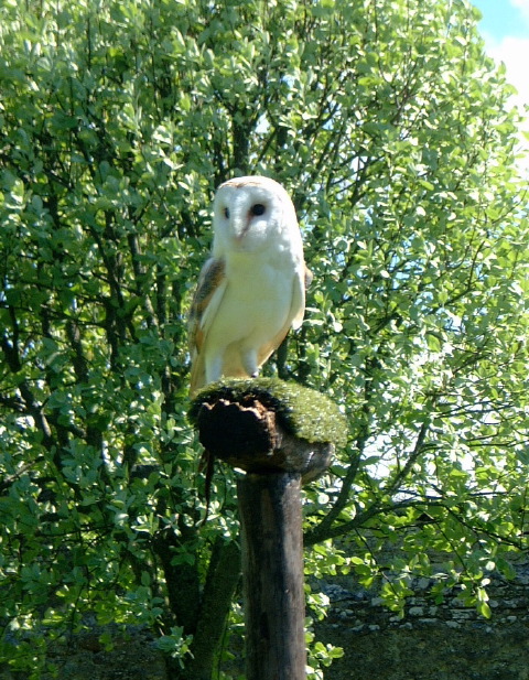 Plop the Barn Owl