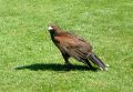 Harris Hawk 2