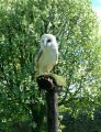 Plop the Barn Owl